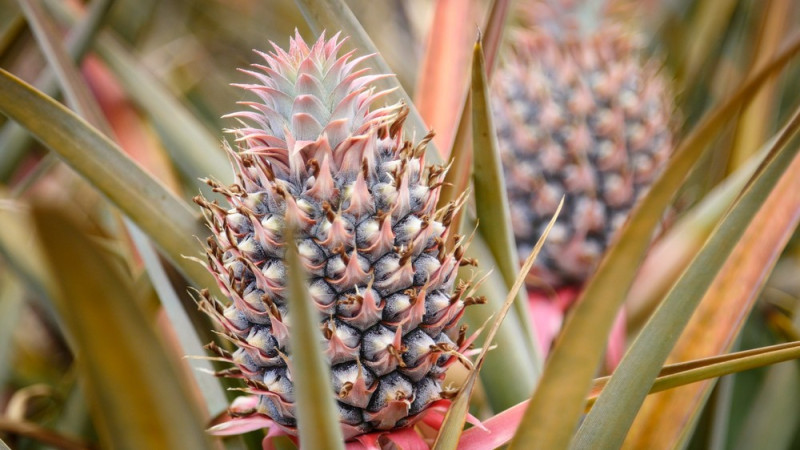 Maui Pineapple Tour