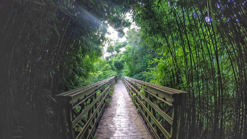 Seven Sacred Pools &amp; Bamboo Forest Hike