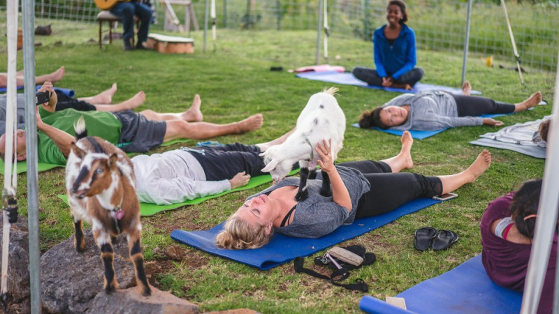 Maui Goat Yoga with Our Miniature Goats