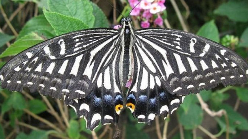 The Maui Butterfly Farm Tour