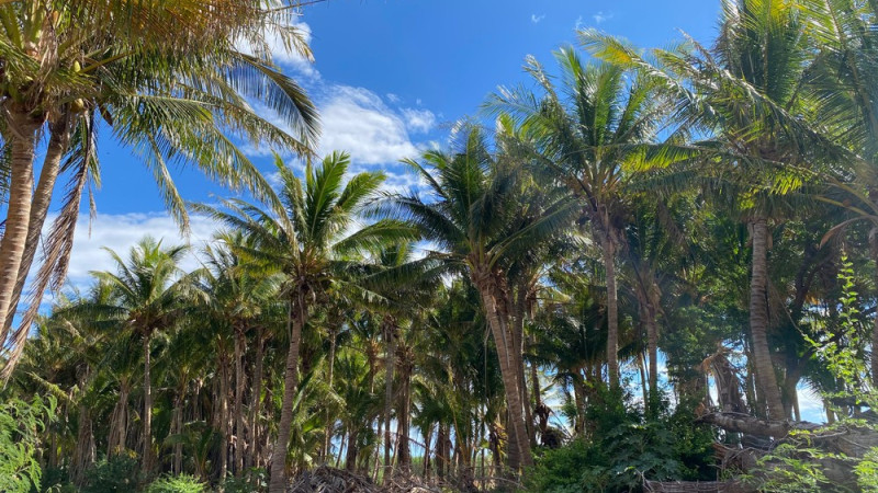 Tour a hidden Mango Coconut Orchard &amp; Taste the land